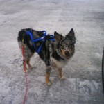 shelby_skijoring Shelby in his skijoring harness after a day's ski